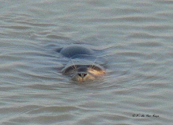 Phoque de la baie de Somme